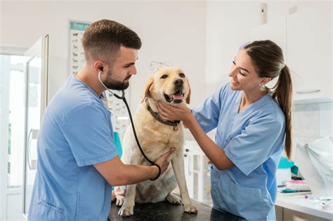 What Is Life Like As A Veterinarian Pros And Cons Smusvm