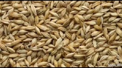 What Is The Hindi Name For Barley