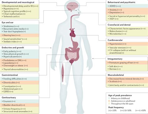 Williams Syndrome Nature Reviews Disease Primers