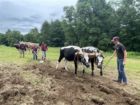 Working Oxen Demonstration Fabric Of Life